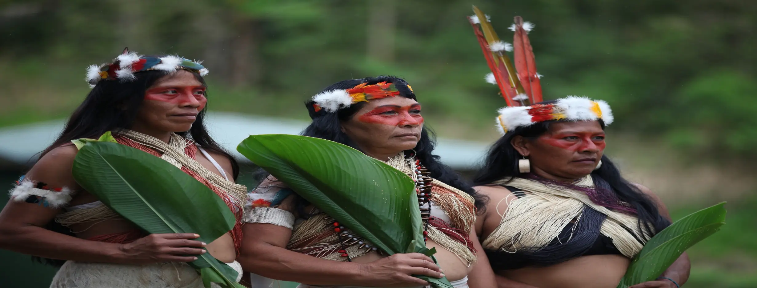 Image for Indigenous Insights